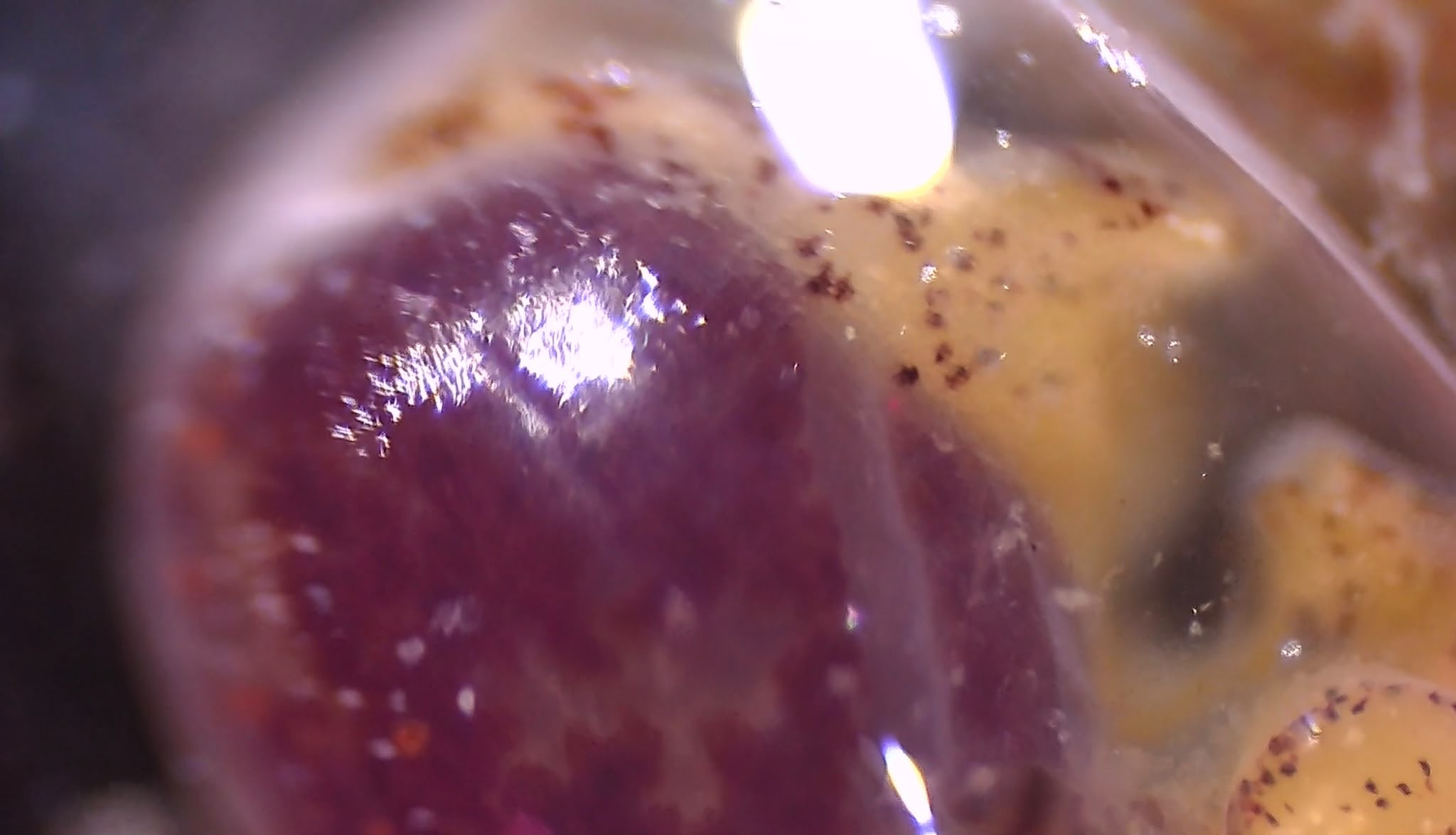 Un''armatura di gelatina: come si difende la Bulla striata